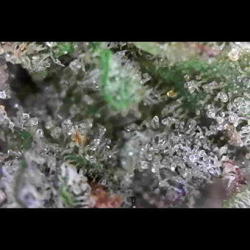 Pineapple Nuken Bud Close-up