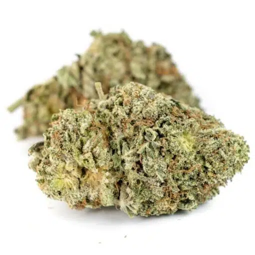 Black Tuna potent hybrid cannabis