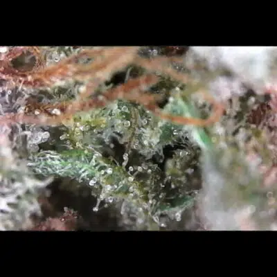 Black Tuna strain cannabis buds Closeup