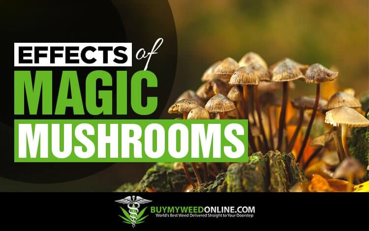 Effects-of-Magic-Mushrooms-Myths-vs-Facts