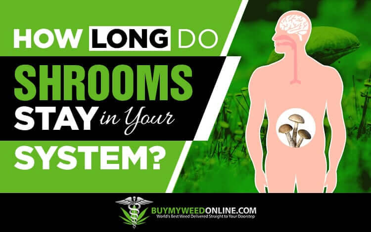 How-Long-do-Shrooms-Stay-in-Your-System