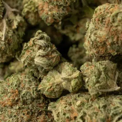 Juicy Fruit Cannabis Strain