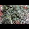 Juicy Fruit Hybrid Cannabis Closeup