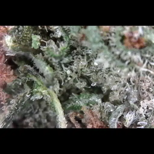 Juicy Fruit Hybrid Cannabis Closeup