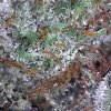 Hindu Kush Strain closeup