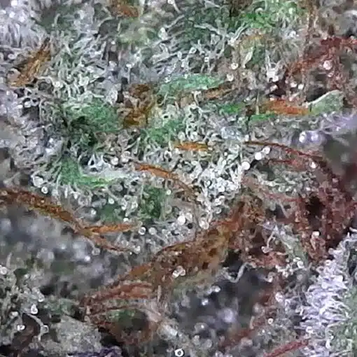 Hindu Kush Strain closeup