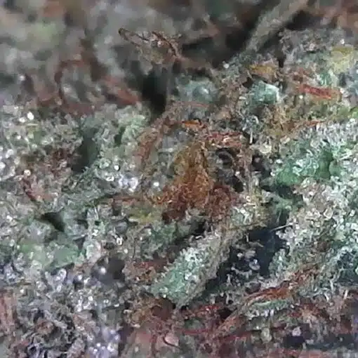 Pink Gelato Weed: Indulge in Exquisite Flavors