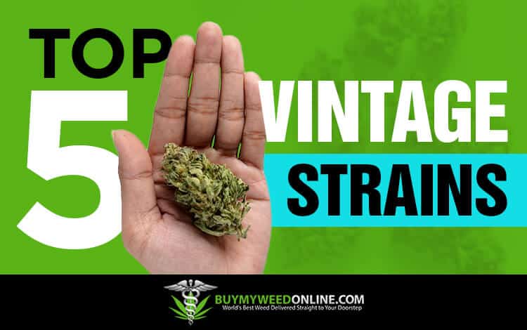 Top-5-Vintage-Strains