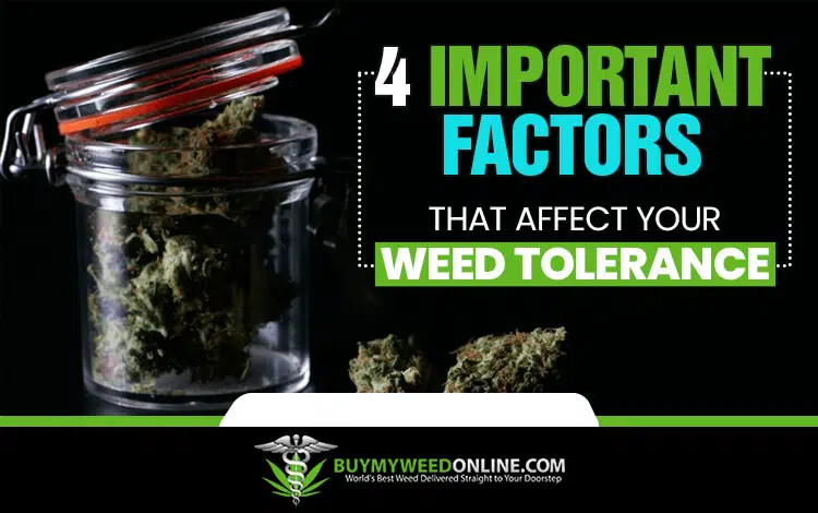 4-Important-Factors-That-Affect-Your-Weed-Tolerance