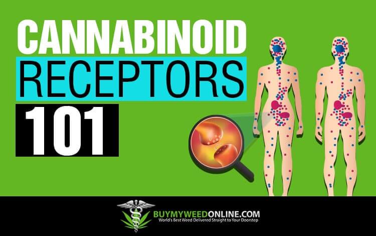 Cannabinoid-Receptors-101