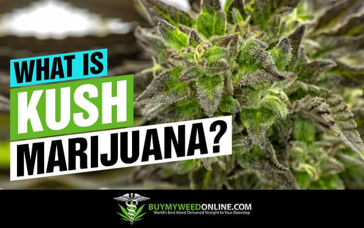 what-is-Kush-Marijuana