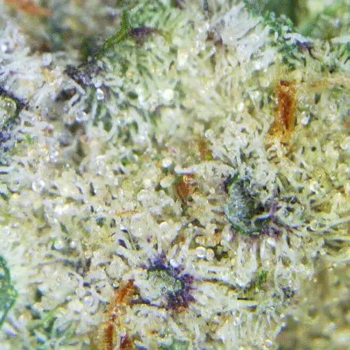 Macro shot of frosty Master Yoda Mac 1 marijuana nug