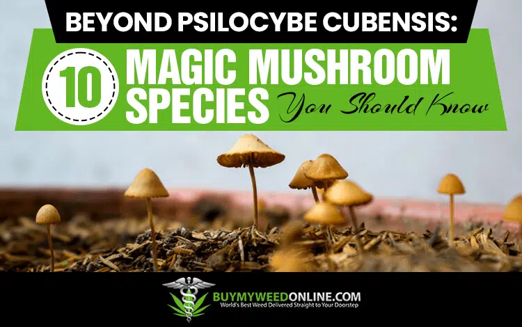 Beyond-Psilocybe-Cubensis