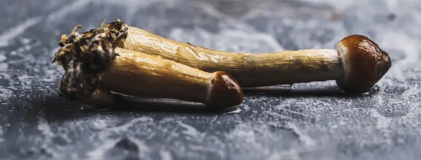 Psilocybe Azurescens