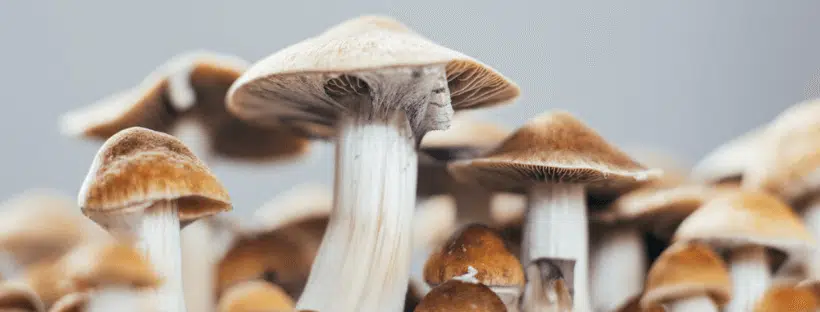 Psilocybe Cubensis
