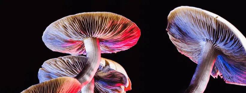 Psilocybe Mexicana