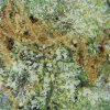 Purple and Green Gelato Marijuana Flowers for Sale