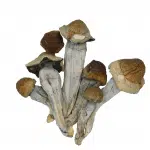 Penis Envy Image