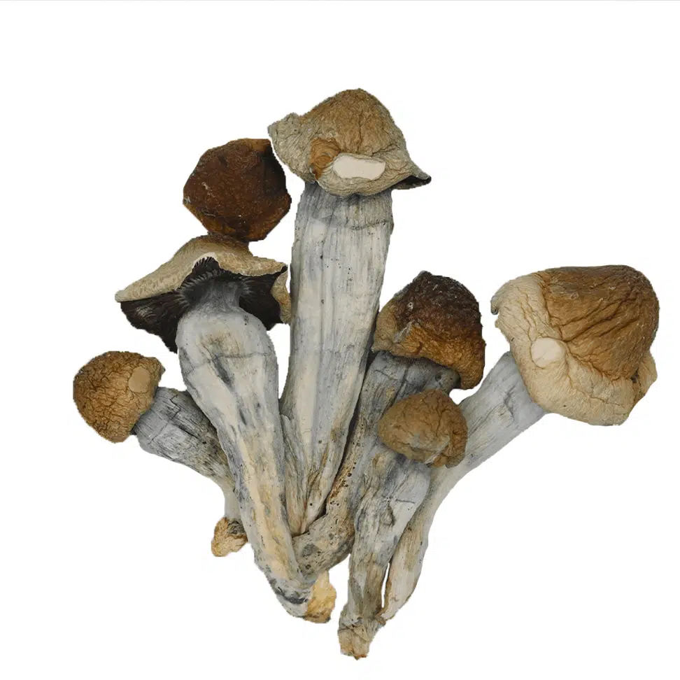 Penis Envy Mushroom