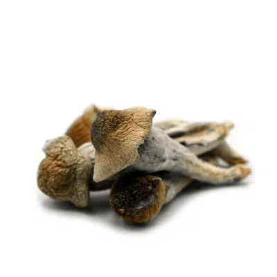 Penis Envy Magic Mushroom