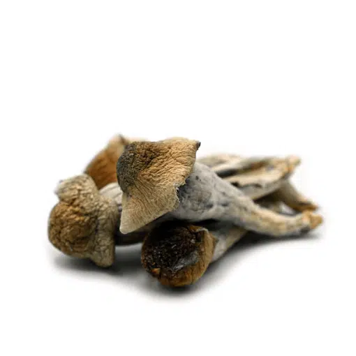Penis Envy Magic Mushroom
