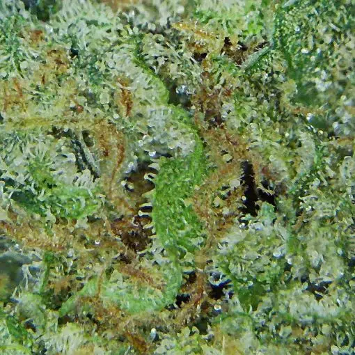 Gelato Cake Marijuana Bud: Close-up