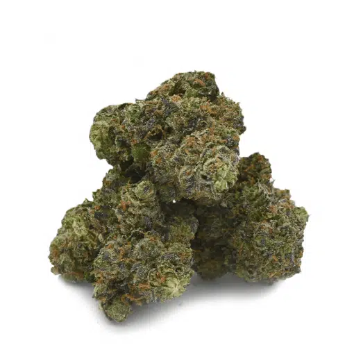 Gelato Pie cannabis strain with vibrant buds