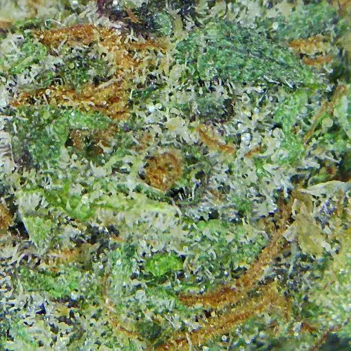Buy Gelato Pie strain online - top-quality hybrid cannabis