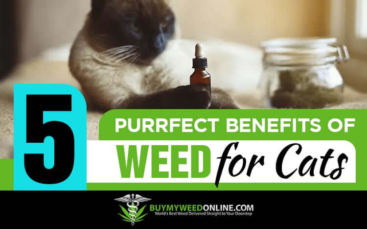 5-Benefits-of-CBD-for-Cats