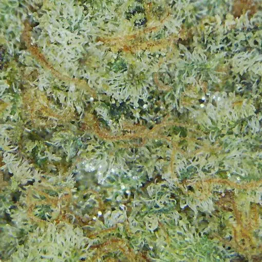 Premium Cereal Milk Cannabis Closeup