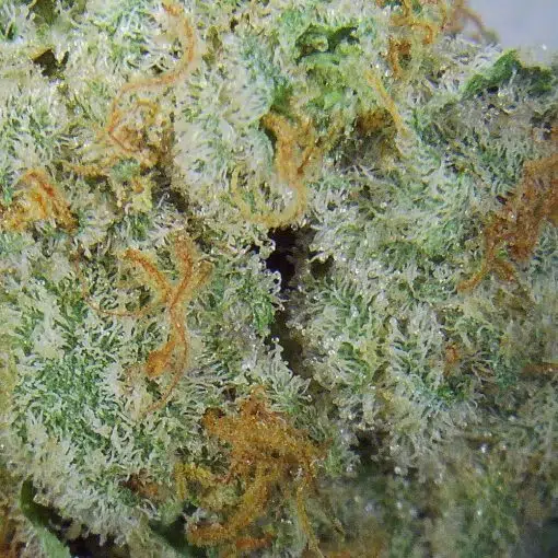 Layer Cake weed - Premium cannabis strain close-up