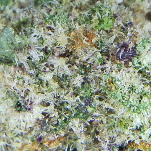 Master Yoda - Mac 10 - Image 5