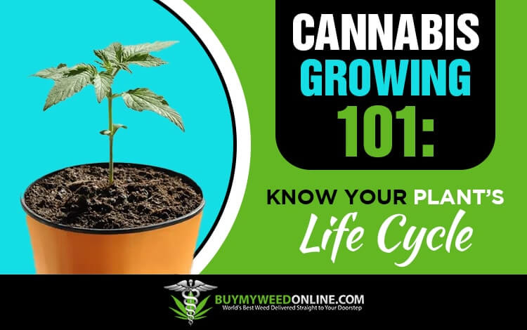 Cannabis-Growing-101-Know-Your-Plants-Life-Cycle