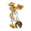 Golden Teacher magic mushroom strain