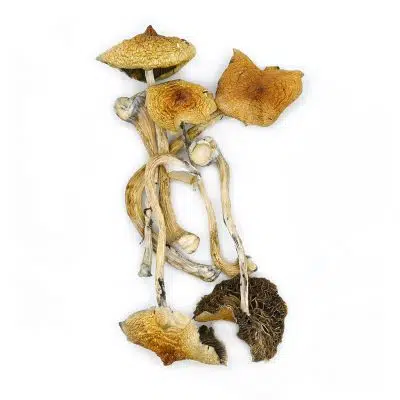 Golden Teacher magic mushroom strain