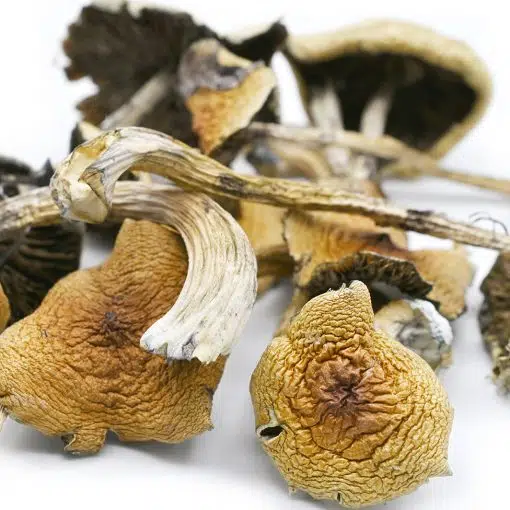 Psychedelic Golden Teacher strain
