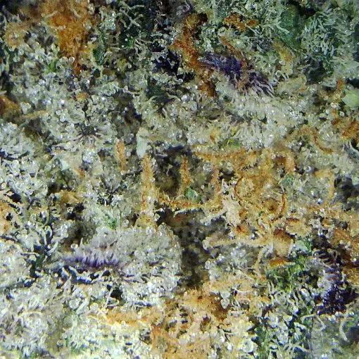 Close-up of Purple Berry Skunk strain