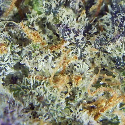 UK Cheese - Image 3