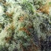 Buy G13 AAAA top-quality marijuana