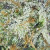 Closeup of Premium El Chapo marijuana buds