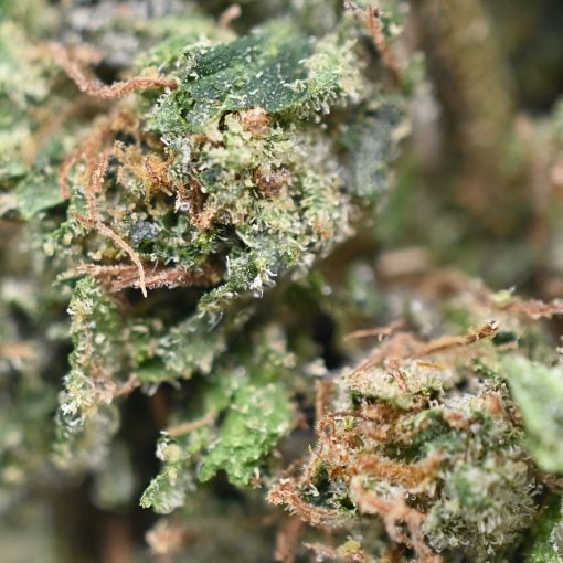 El Chapo - Popeyes Ganja Bags - Image 4