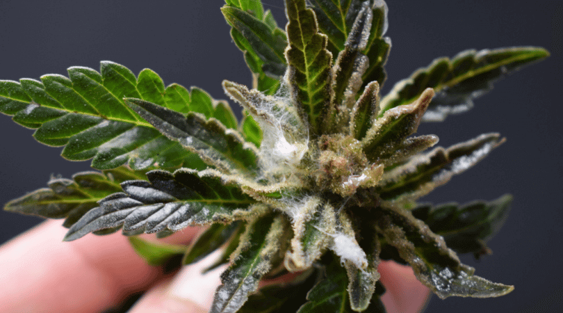 How to Identify and Get Rid of Cannabis Bud Rot