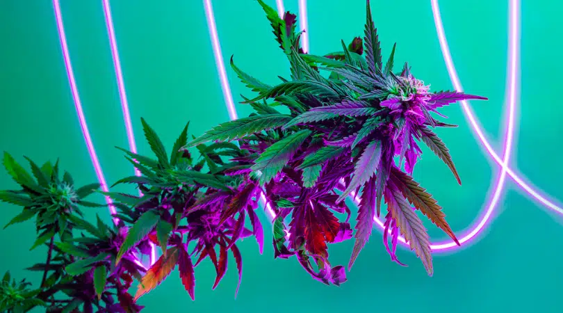 15 Awesome Weed Party Ideas