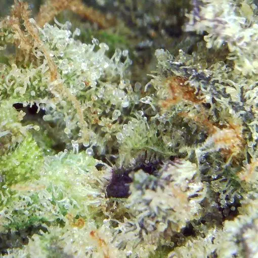 Nuken - Popeyes Ganja Bags - Ounce - Image 3