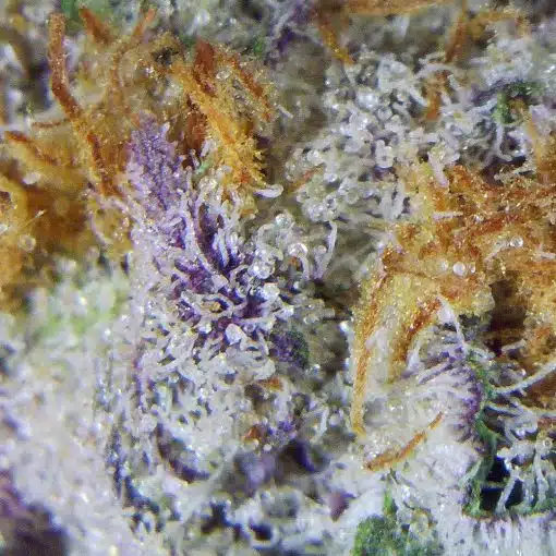Frosty Gelato Marijuana Close-up