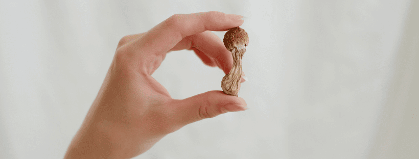 What You Need To Grow Psilocybin Mushrooms At Home
