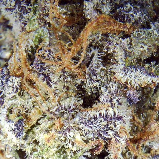 Cannabis Pink Death AAAA Close-up
