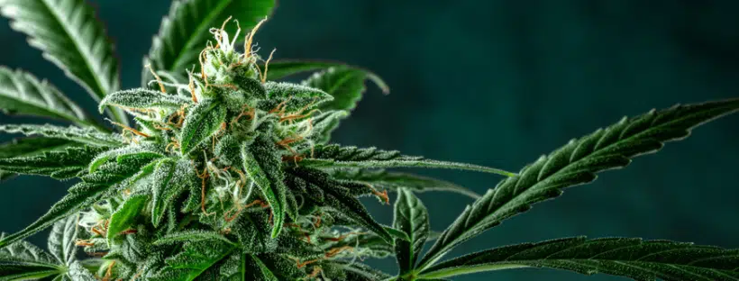 WEED Gift Guide For Holidays