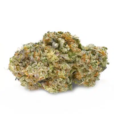 Miracle Alien Cookies 10 - balanced hybrid strain
