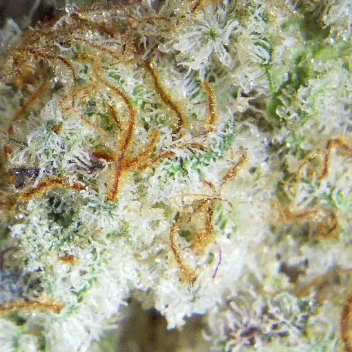 MAC 4 Thunder Buddies Cannabis Flowers